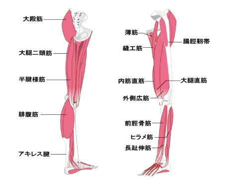 足全体の筋肉の様子