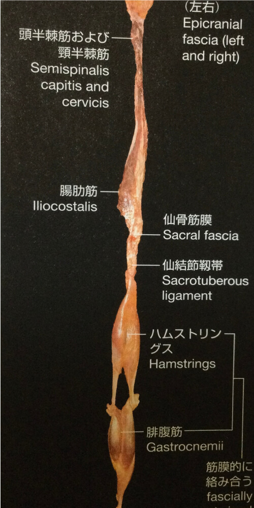 筋肉と皮膚の間に広がるファシアの断面