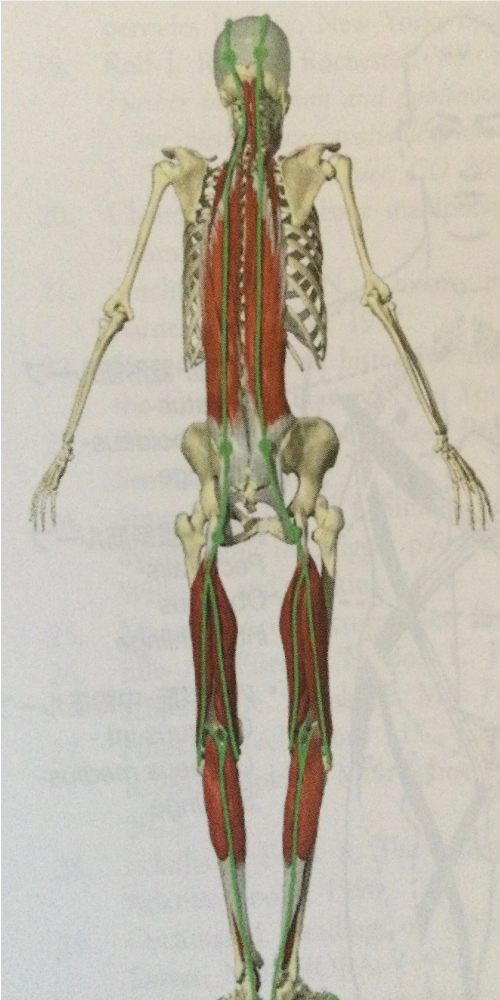 人体のファシア(筋膜)の構造を示す解剖イラスト