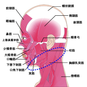 顔の筋肉