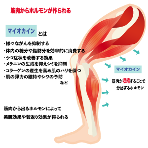 筋肉から作られるホルモンの説明