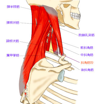 首こりによる頭痛へのアプローチ｜ともこ鍼灸治療院（大倉山）