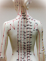 体の背面にある主要な経絡とツボの位置を示した東洋医学の図