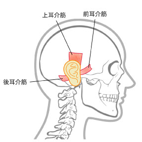 耳まわりと首の筋肉の関係｜ともこ鍼灸治療院（大倉山）