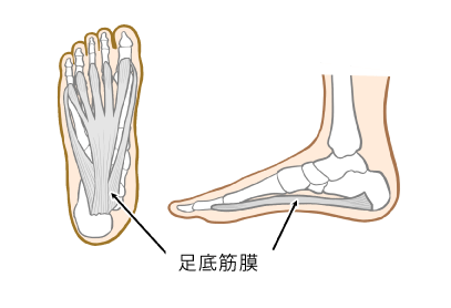足底筋膜を示した図