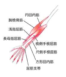 腱鞘炎と関係のある前腕の筋肉